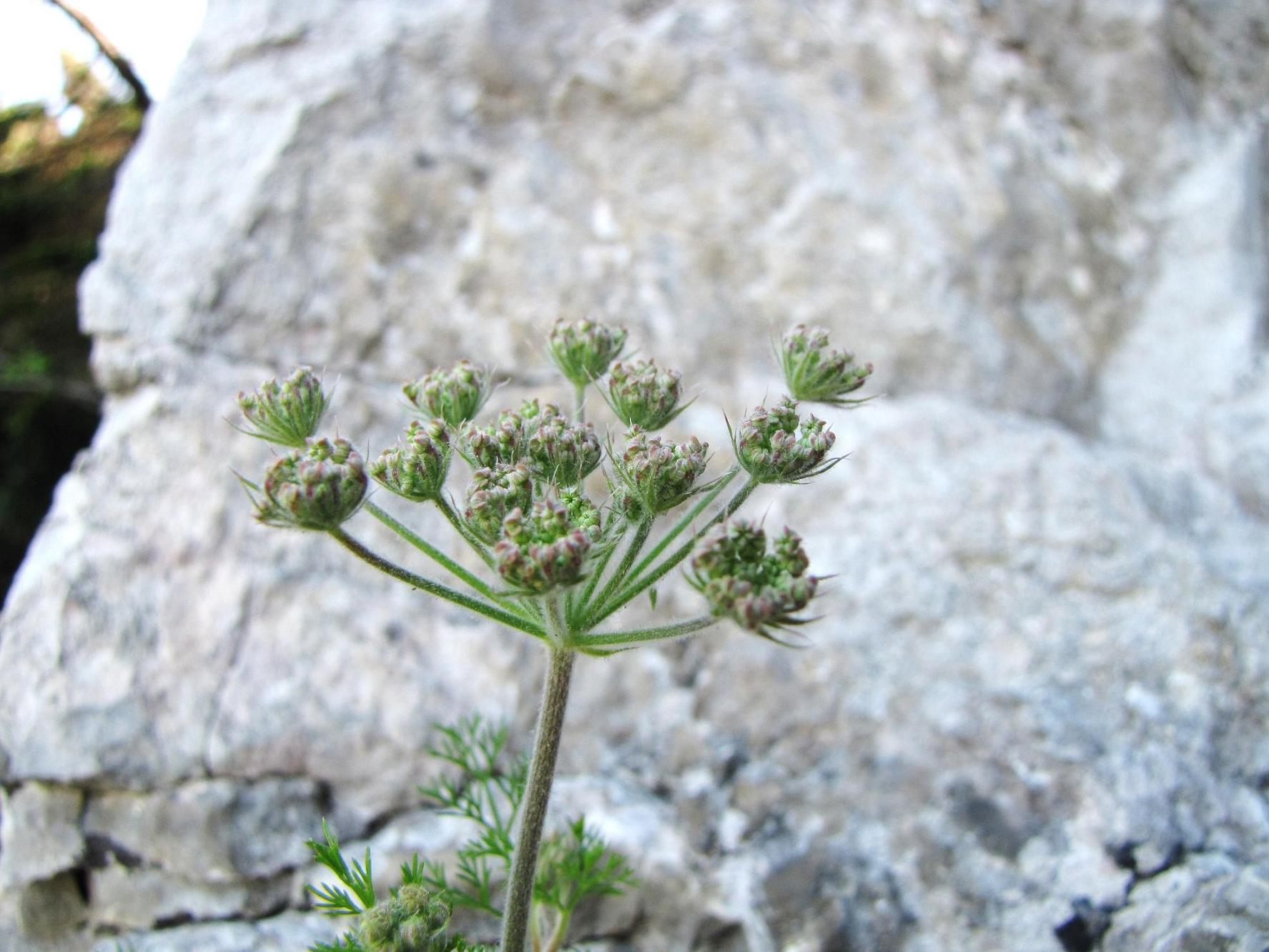 Le rupi fiorite del Garda